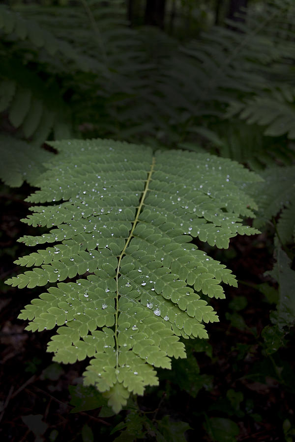 Fern In The Dark Photograph by Lindsey Weimer