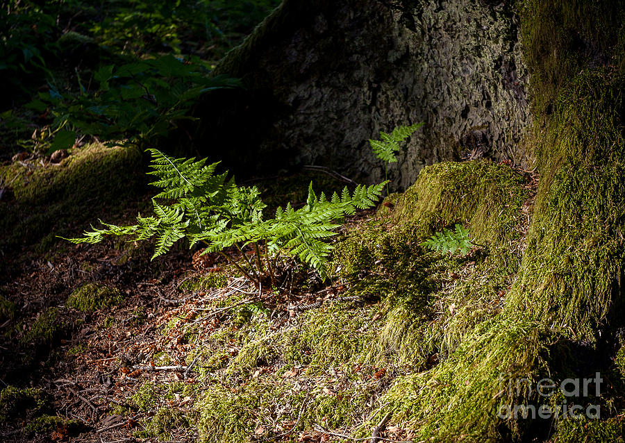 Nature Photograph - Fern in the Forest by Steven Reed