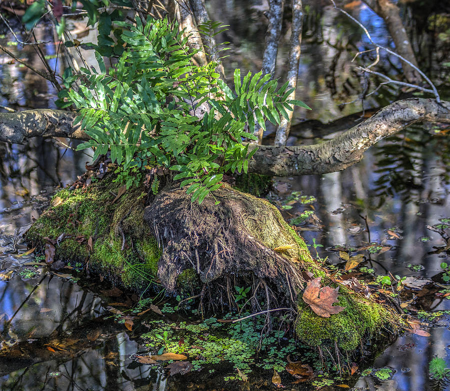 Fern in the swamp Photograph by Jane Luxton