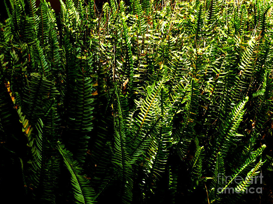 Jungle Photograph - Fern Jungle by Al Bourassa