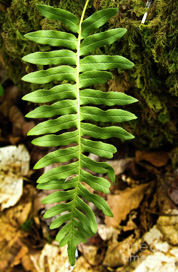 Fern Leaf Alone Photograph by Charles Lupica
