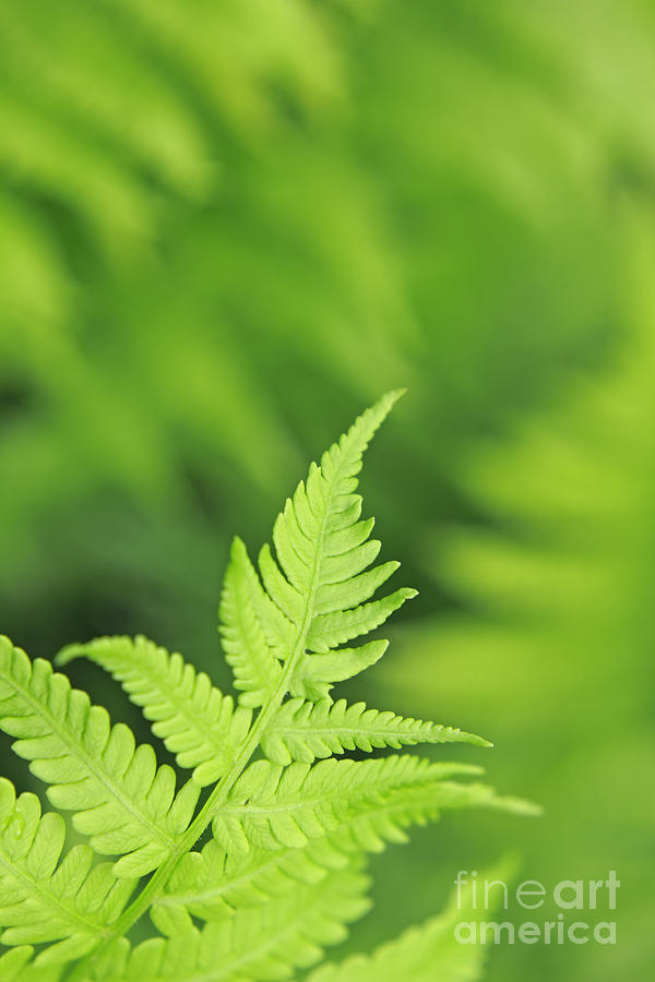 Nature Photograph - Fern Leaf by Charline Xia