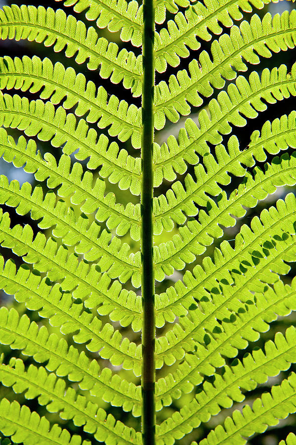 Fern Leaf, Close-up Photograph by James French