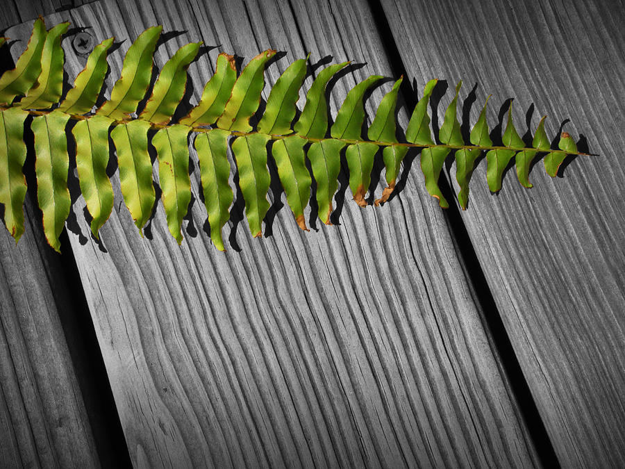 Fern Leaf on a Gray Wooden Deck Photograph by Randall Nyhof