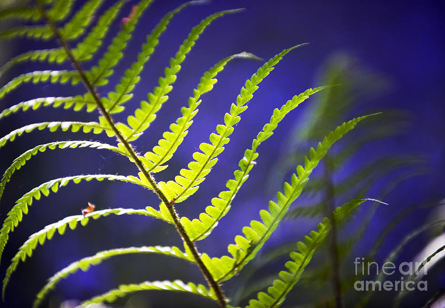 Spring Photograph - Fern Light by Tim Gainey