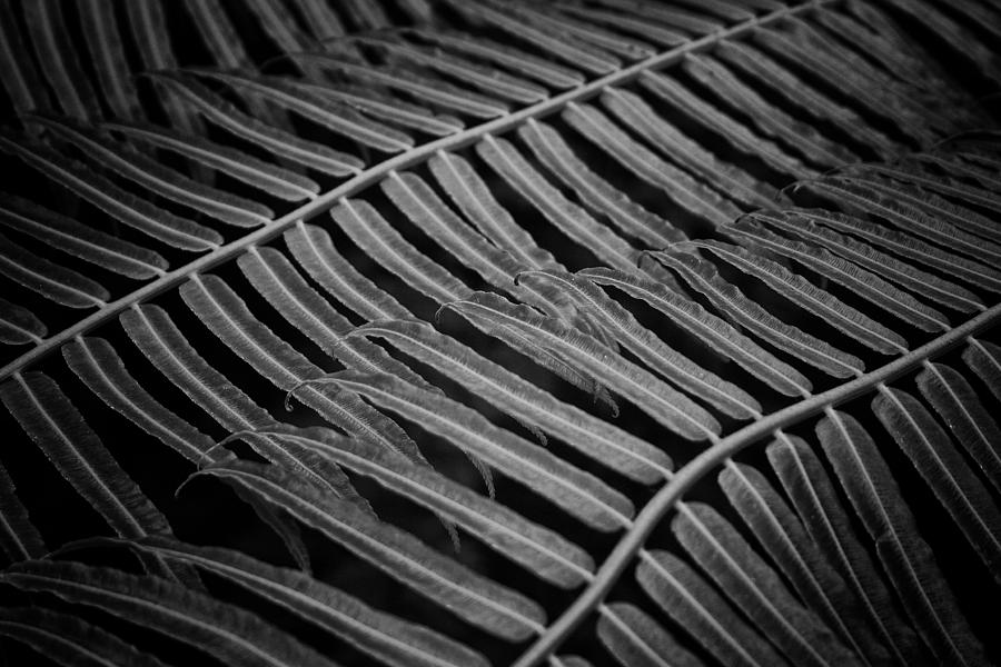 Fern Lines Photograph by Ben Shields