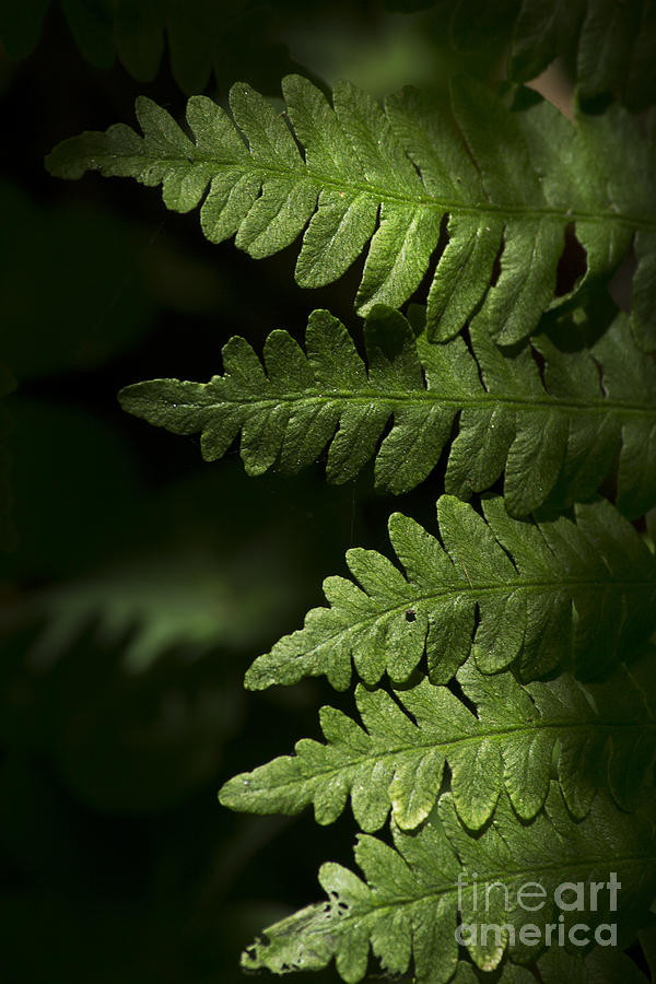 Fern Photograph by Morgan Wright
