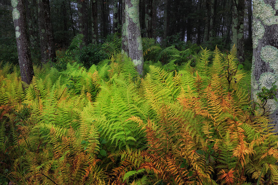 Fern Of Autumn Photograph by Bill Wakeley