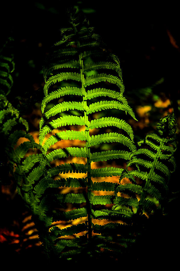 Fern on Forest Floor Photograph by Patrick Boening