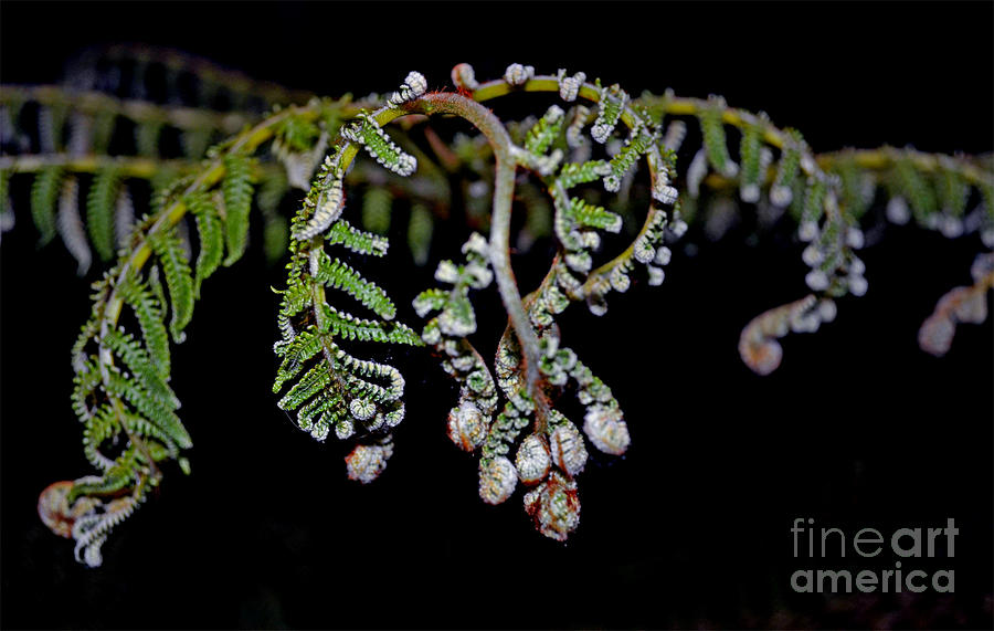 Nature Photograph - Fern Opening Up by Jim Fitzpatrick