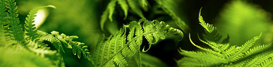 Nature Photograph - Fern by Panoramic Images