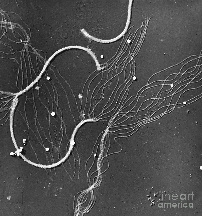 Fern Sperm Flagella Dismembered Photograph by Biophoto Associates
