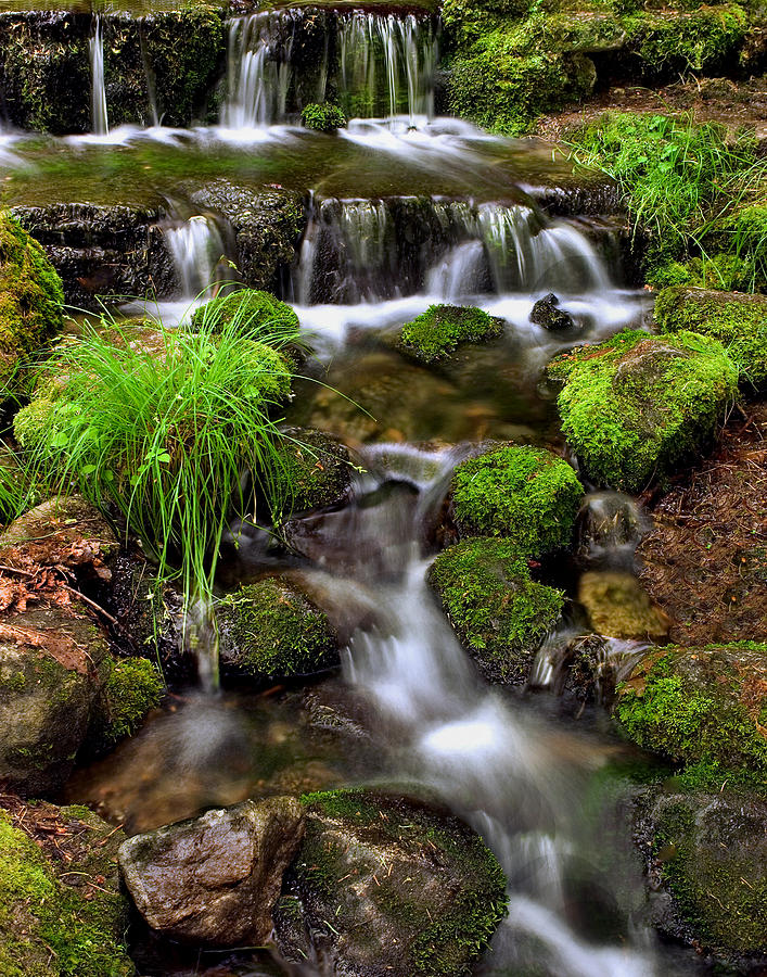 Fern Spring Photograph by Floyd Hopper - Fine Art America