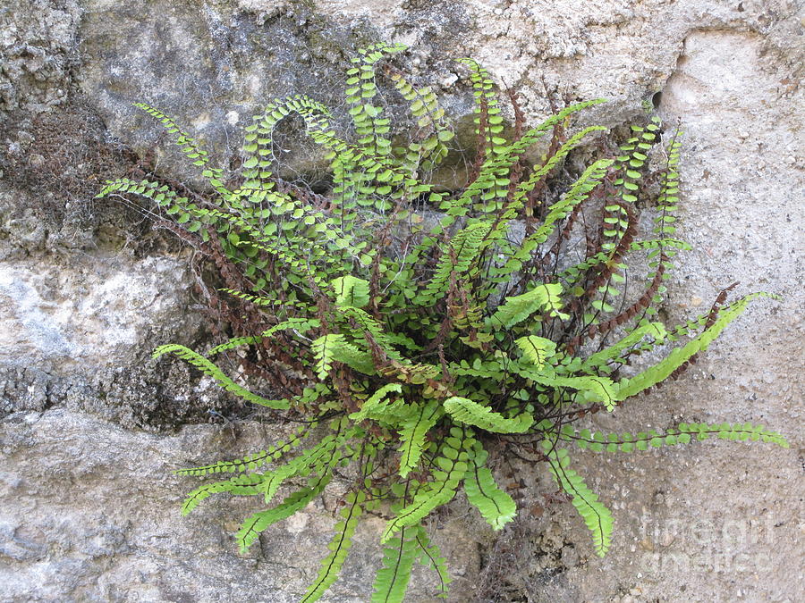 Stone Wall Photograph - Fern Tendrils  by HEVi FineArt