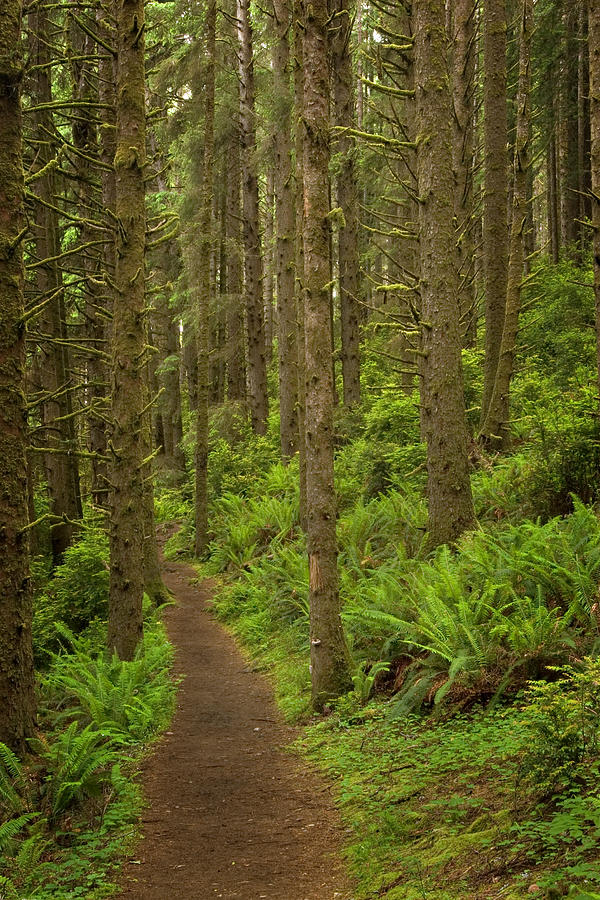 Fern Trail Photograph by John Barfield - Fine Art America