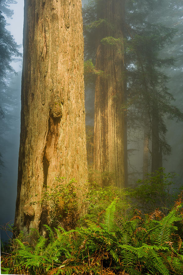 Fern Trio and Redwoods Photograph by Greg Nyquist