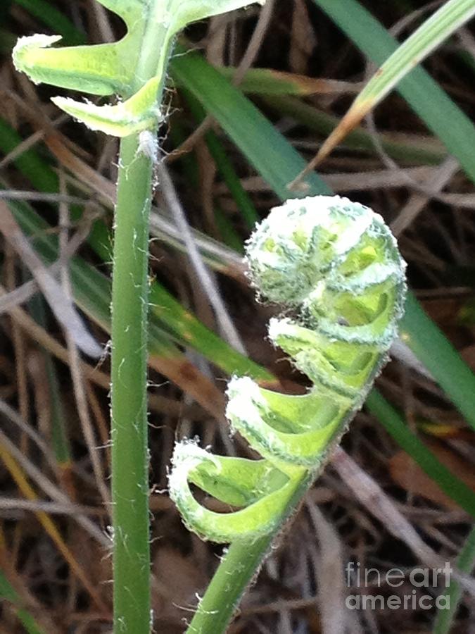 Fern Unfurled Photograph by Beth Williams