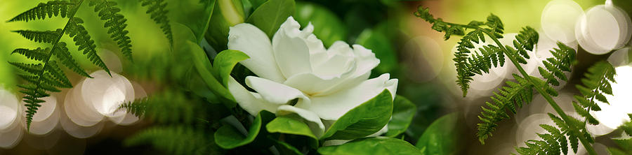 Magnolia Movie Photograph - Fern With Magnolia by Panoramic Images
