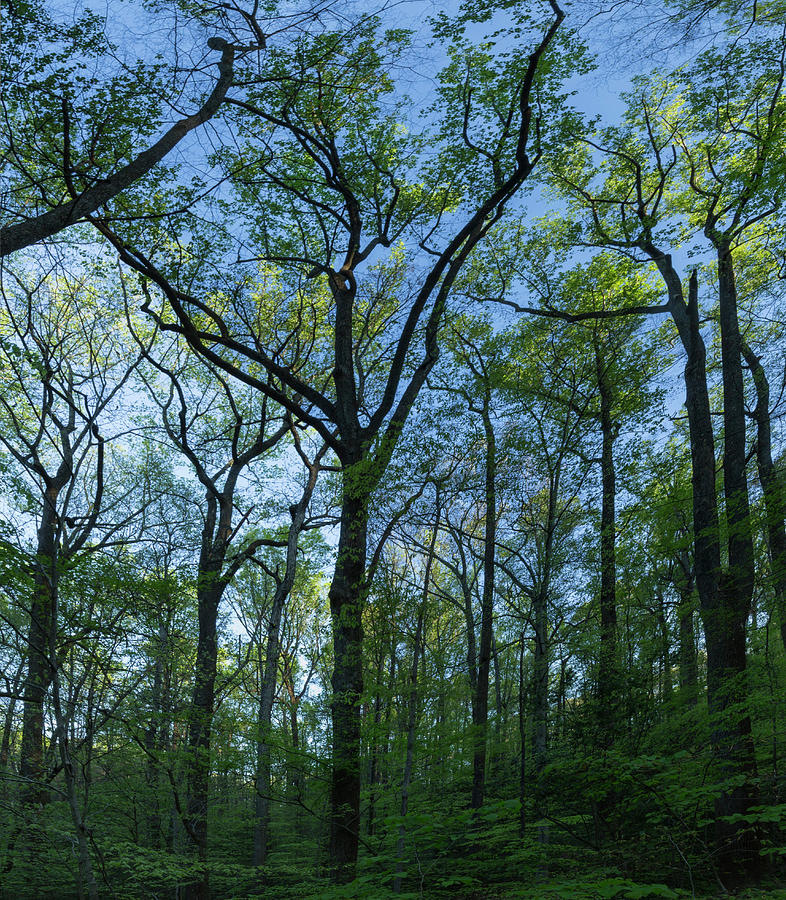 Fernbank Forest, Atlanta, Georgia, Usa Photograph By Peter Essick ...