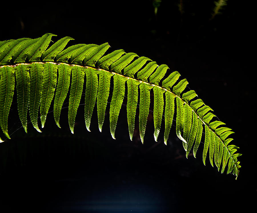 Jungle Photograph - Ferns 3 by D Scott Clark