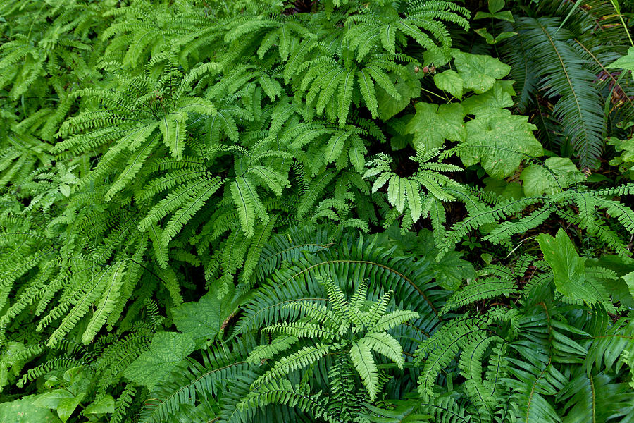 Ferns Along the River Photograph by Kathleen Bishop