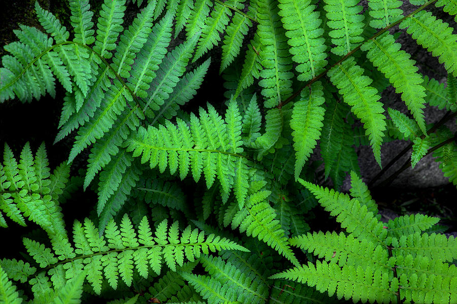 Ferns Along The River Photograph by Michael Eingle