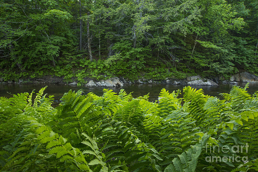 Ferns Along the Stream Photograph by Alana Ranney