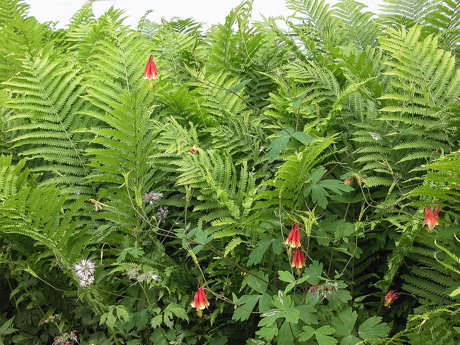 Ferns and Columbines Photograph by Wayne Meyer