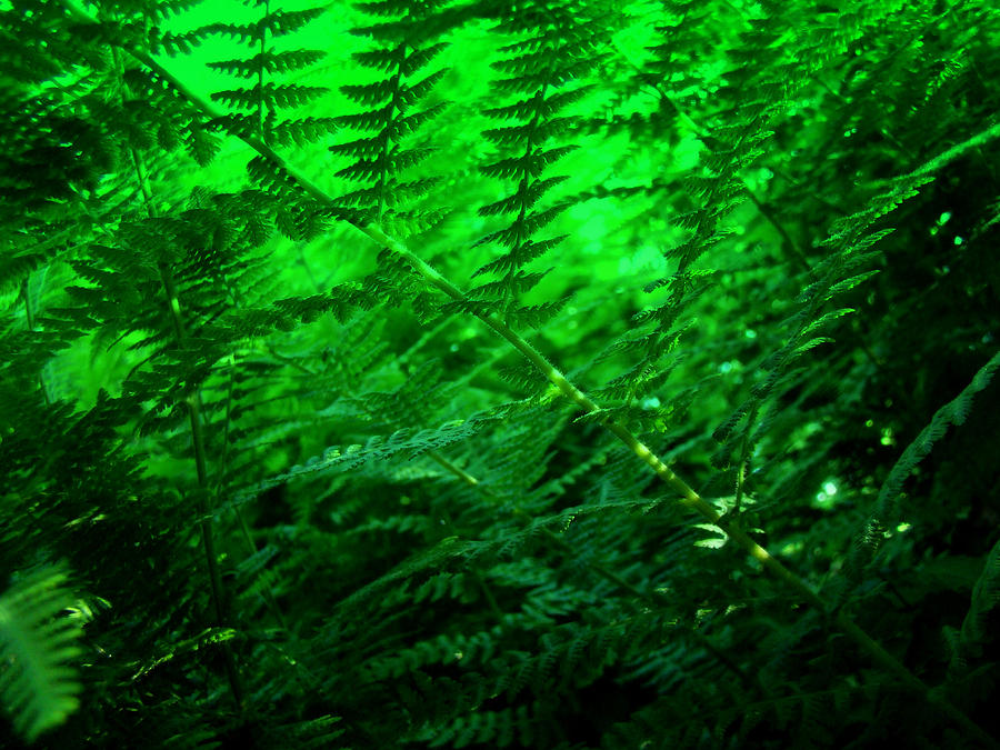Nature Photograph - Ferns and Filtered Sunlight by Carol Senske