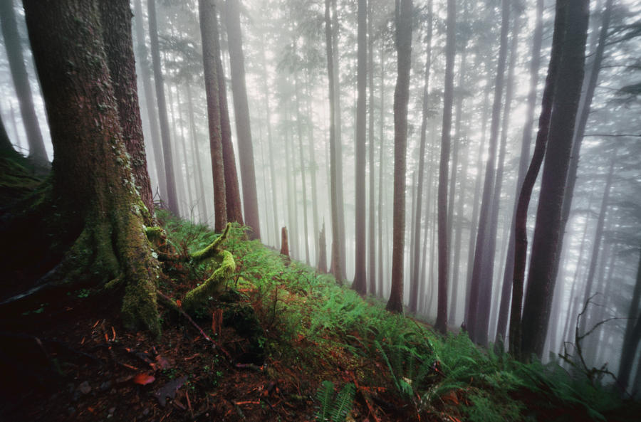 Ferns And Fog On Forested Hillside Photograph by Danielle D. Hughson