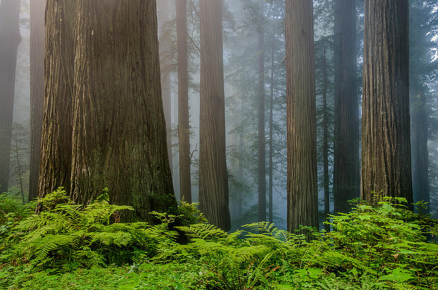 Ferns and Grove Photograph by Greg Nyquist