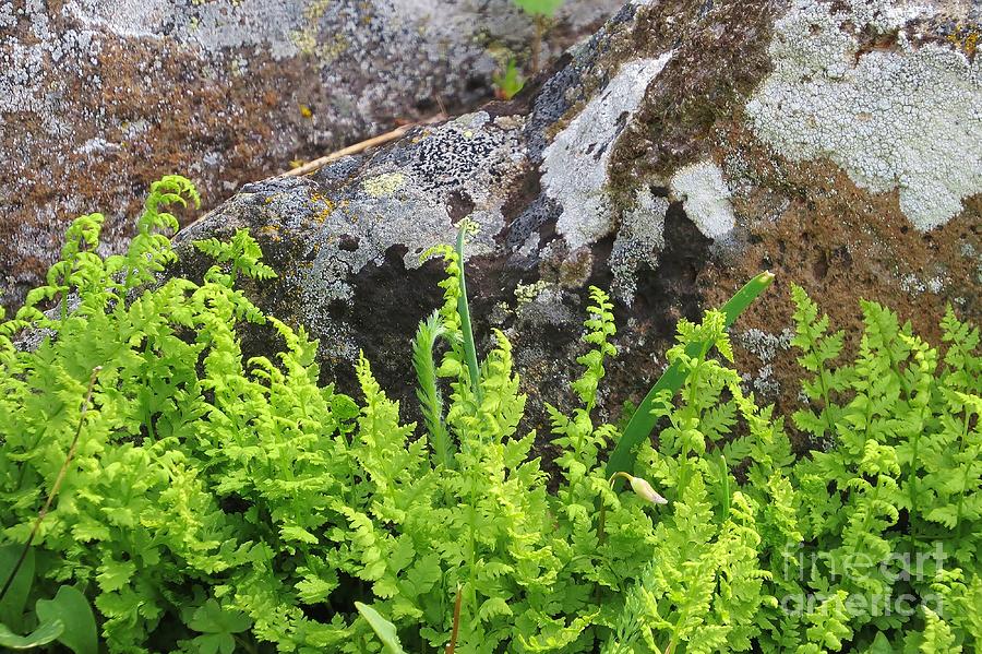 Ferns and Lichen Photograph by Michele Penner