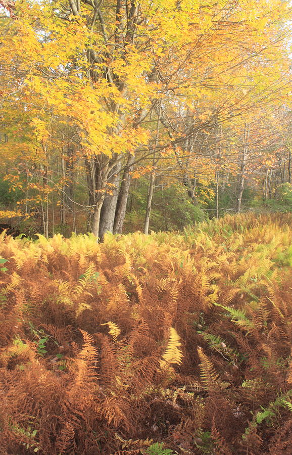 Ferns and Maple Fall Foliage Photograph by John Burk