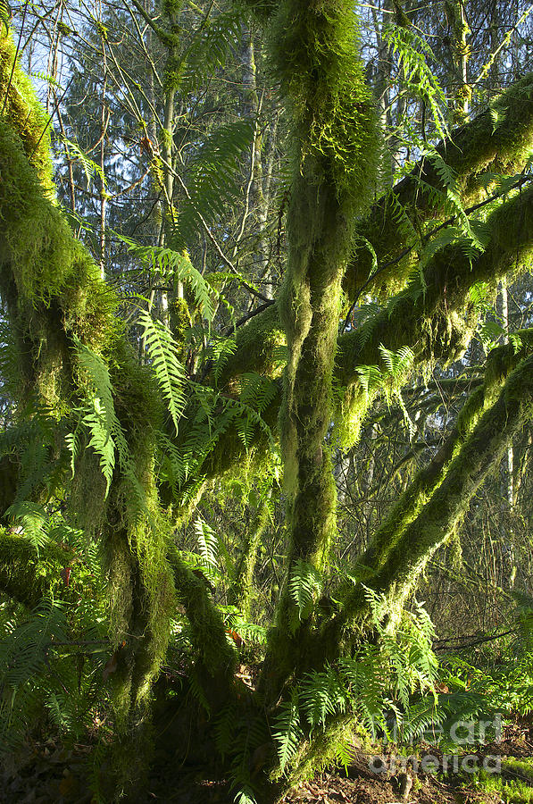 Ferns and Moss Photograph by Sharon Talson