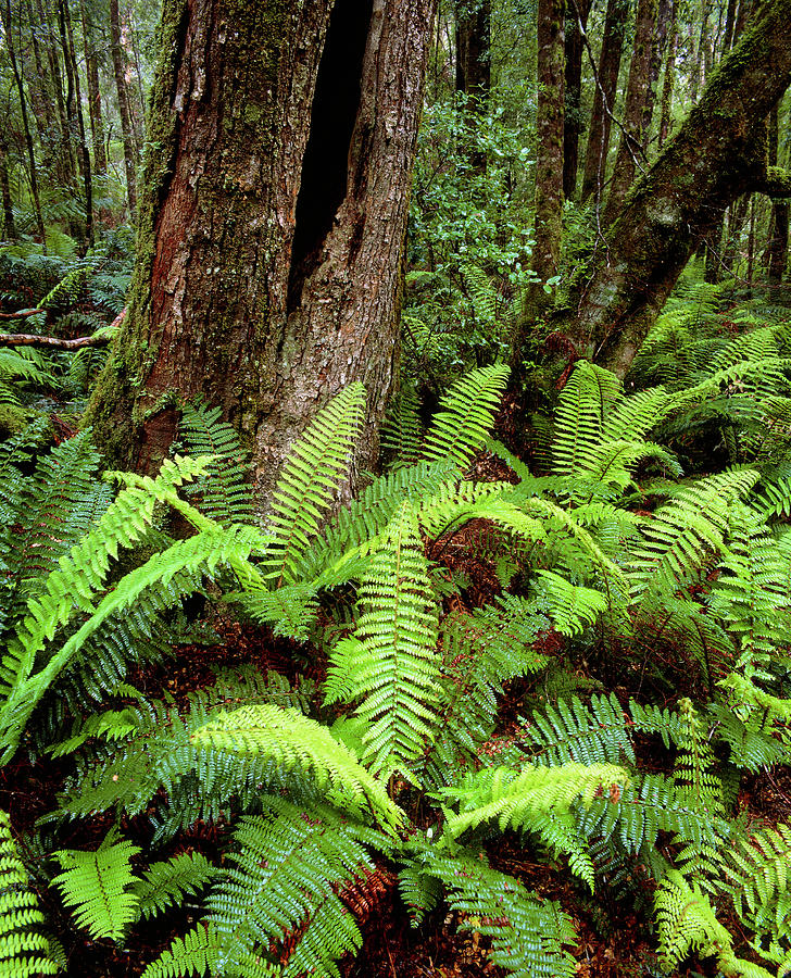 Ferns And Myrtle Trees In Temperate Rainforest Photograph by Simon Fraser/science Photo Library