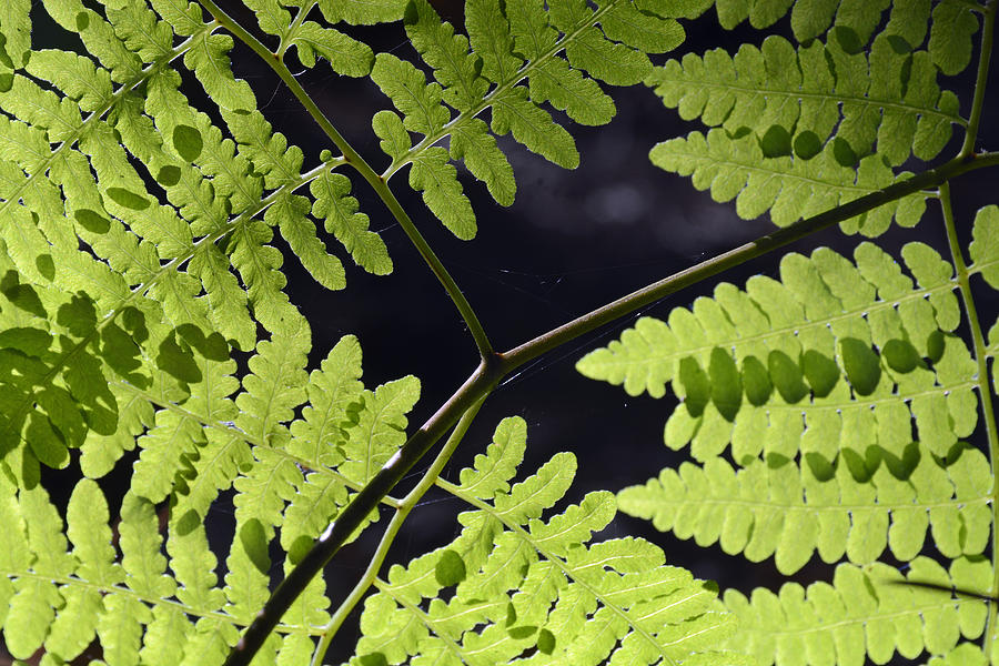 Ferns and Spider Webs in Yosemite Photograph by Bruce Gourley