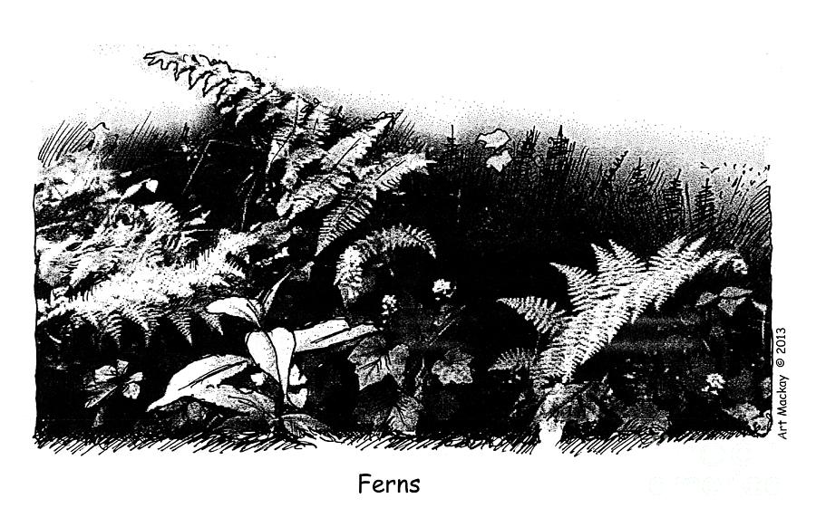 Ferns Drawing by Art MacKay