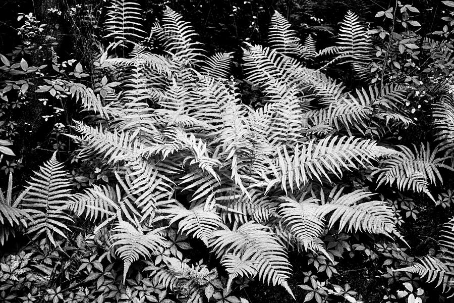 Ferns Baton Rouge LA Infrared DSC04475 Photograph by Greg Kluempers
