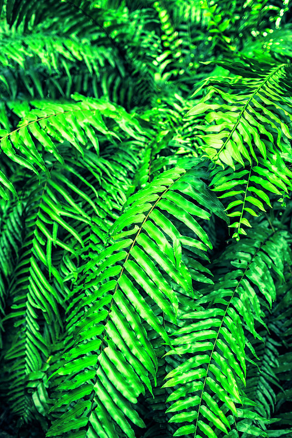 Ferns Photograph by Chang