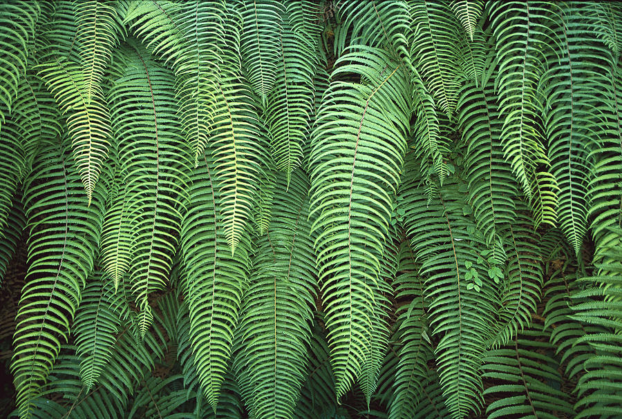 Ferns Hanging Over Trail Nepal Photograph by Colin Monteath