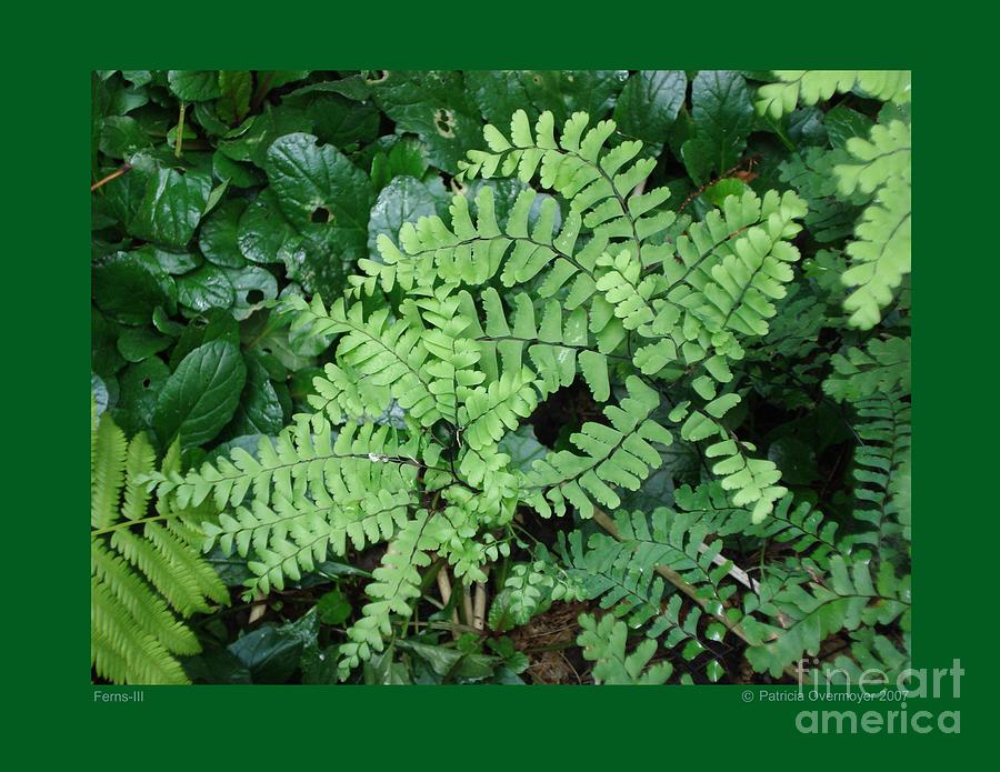 Ferns-III Photograph by Patricia Overmoyer