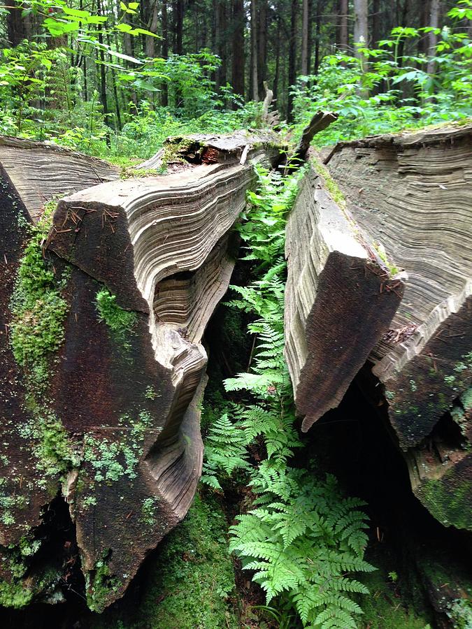Ferns In A Fallen Log Photograph by Christopher D. Buchanan