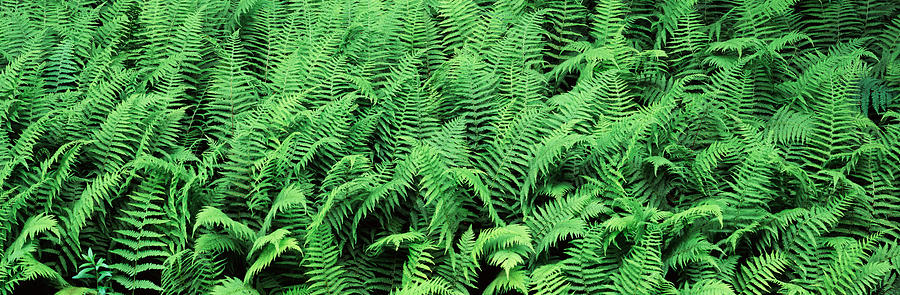 Ferns In A Forest, Adirondack Photograph by Panoramic Images - Pixels