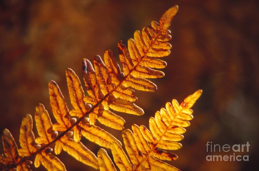 Nature Photograph - Ferns in Fall by Eva Kato