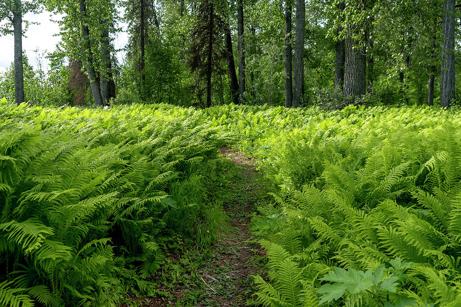 Ferns In Forest, Talkeetna, Alaska, Usa Photograph by Sarah Ann Loreth ...