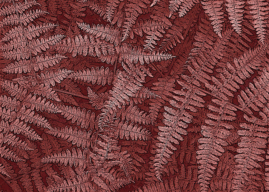 Ferns In Red Photograph by Carol Senske
