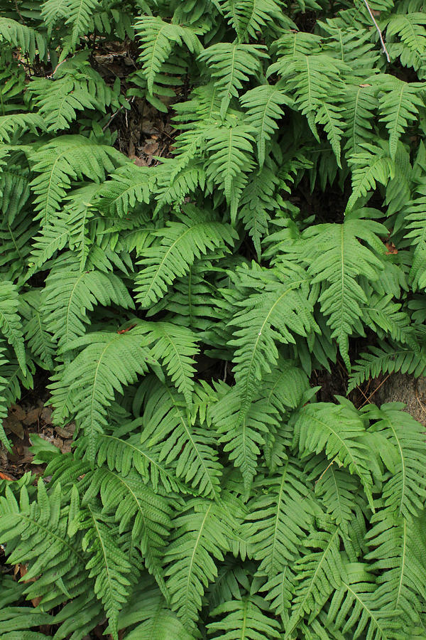 D3b6333-ferns In Sonoma 2 Photograph