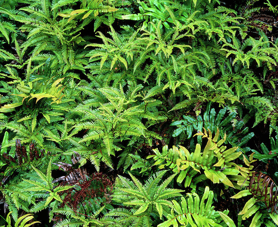 Ferns In Temperate Rainforest Photograph by Simon Fraser/science Photo ...