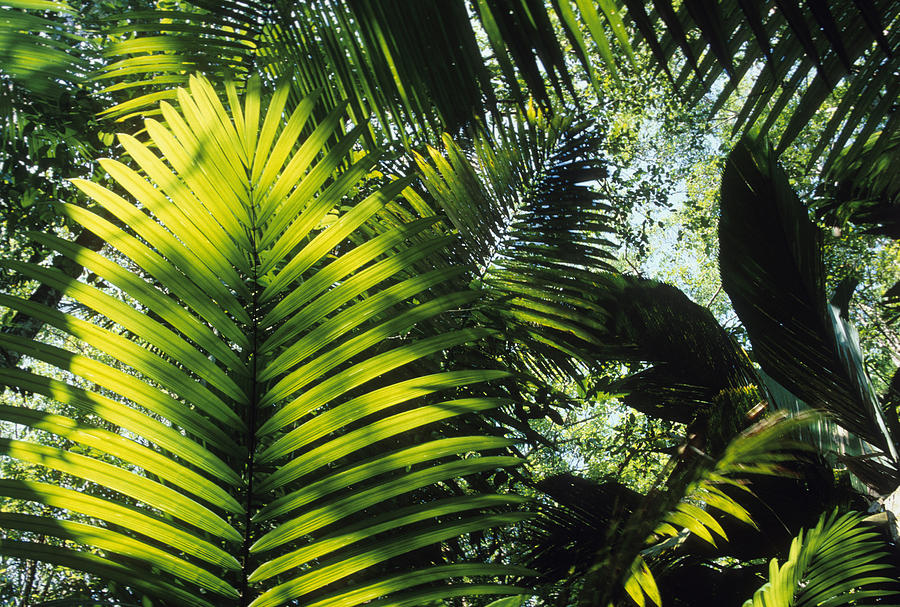 Ferns In The Amazon Rain Forest Photograph by Peter Essick - Fine Art ...