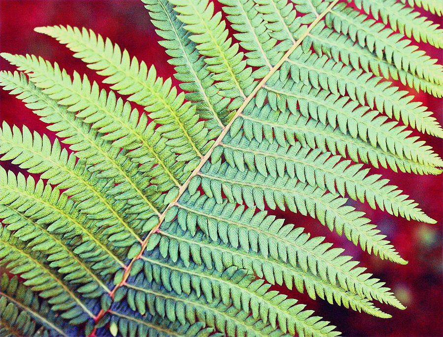 Ferns In The Forest  Photograph by Ira Shander